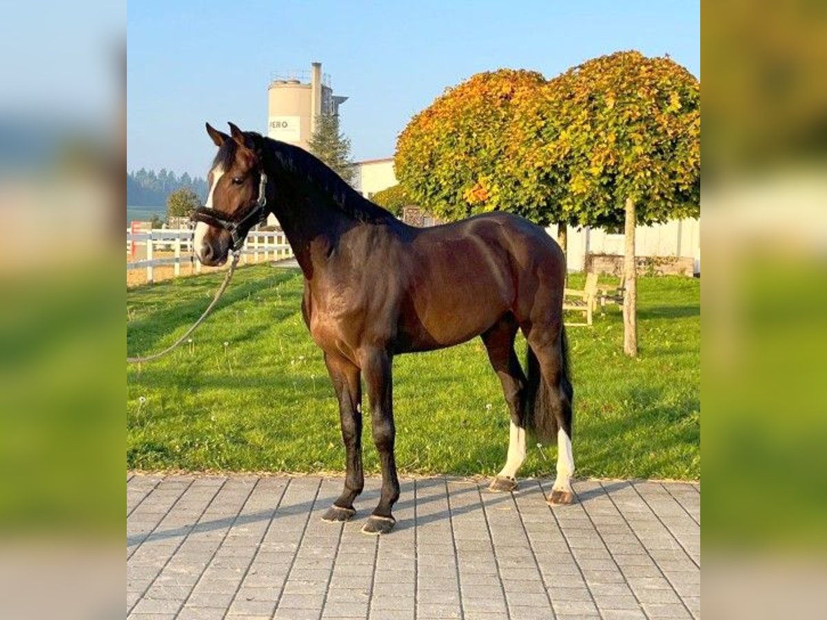 Belgisches Sportpferd Wallach 6 Jahre 170 cm Schwarzbrauner in Oberstadion