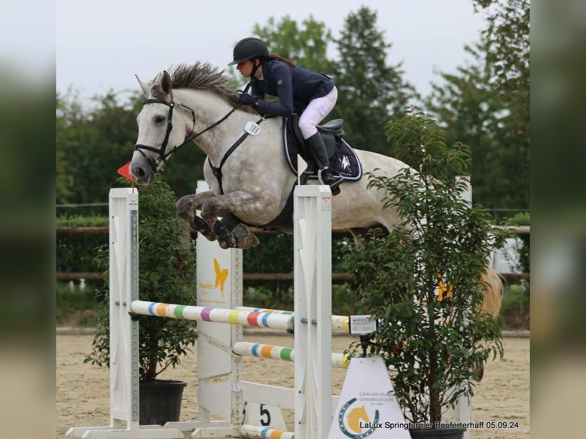 Belgisches Sportpferd Wallach 7 Jahre 180 cm Schimmel in Roullingen
