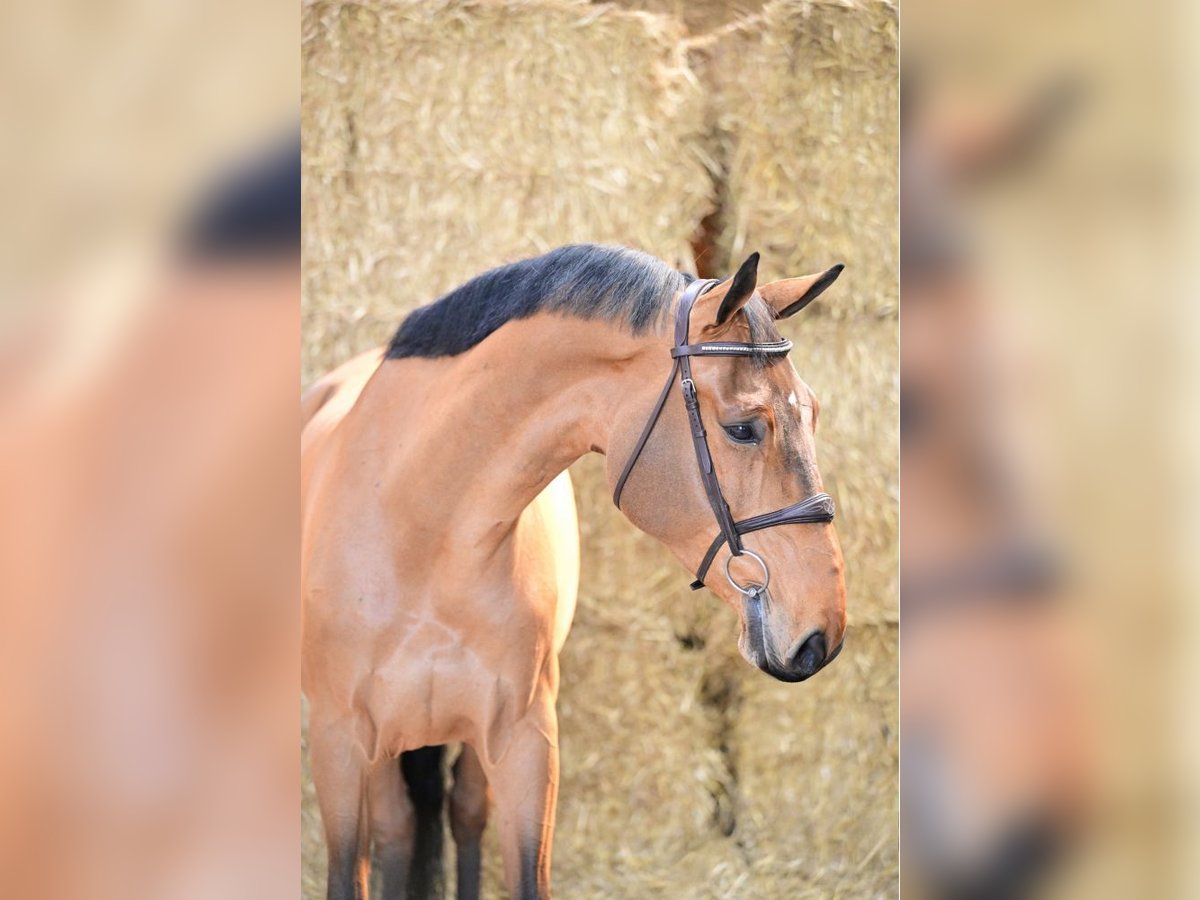 Belgisches Sportpferd Wallach 8 Jahre 169 cm Rotbrauner in Bladel