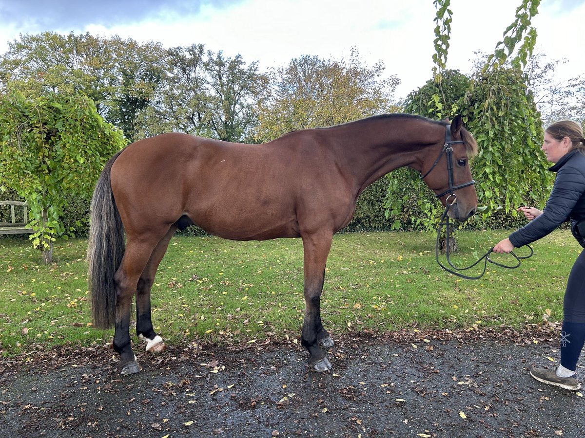 Belgisches Sportpferd Wallach 8 Jahre 170 cm Brauner in Neerglabbeek