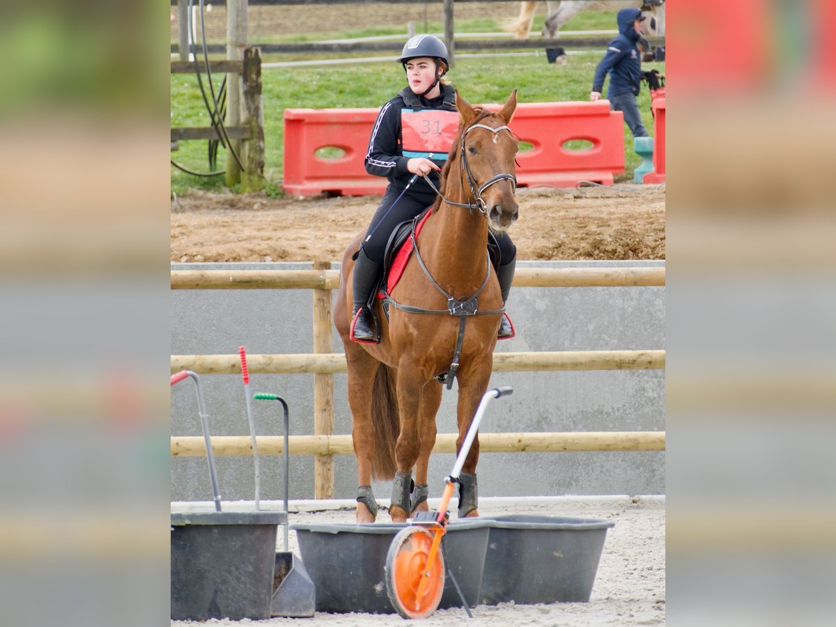 Belgisches Sportpferd Wallach 9 Jahre 171 cm Dunkelfuchs in Rue de l orient n 18