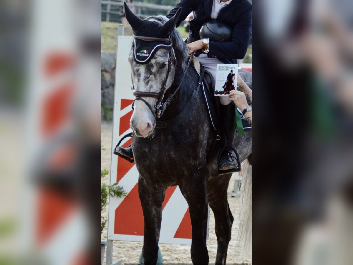Belgisches Sportpferd Wallach 9 Jahre 177 cm Schimmel in Santa Cruz De Bezana