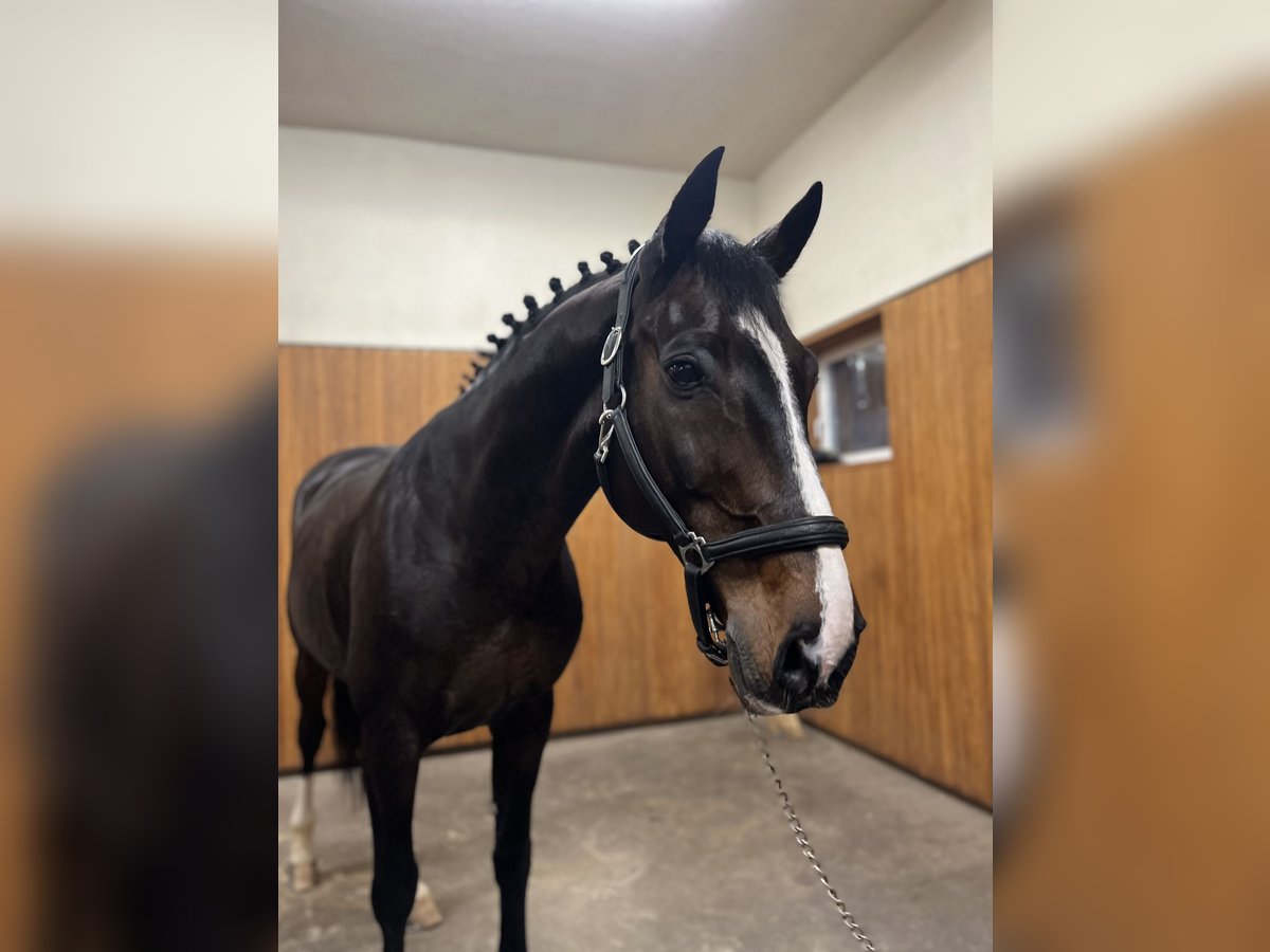 Belgisches Warmblut Hengst 12 Jahre 167 cm Dunkelbrauner in Meran