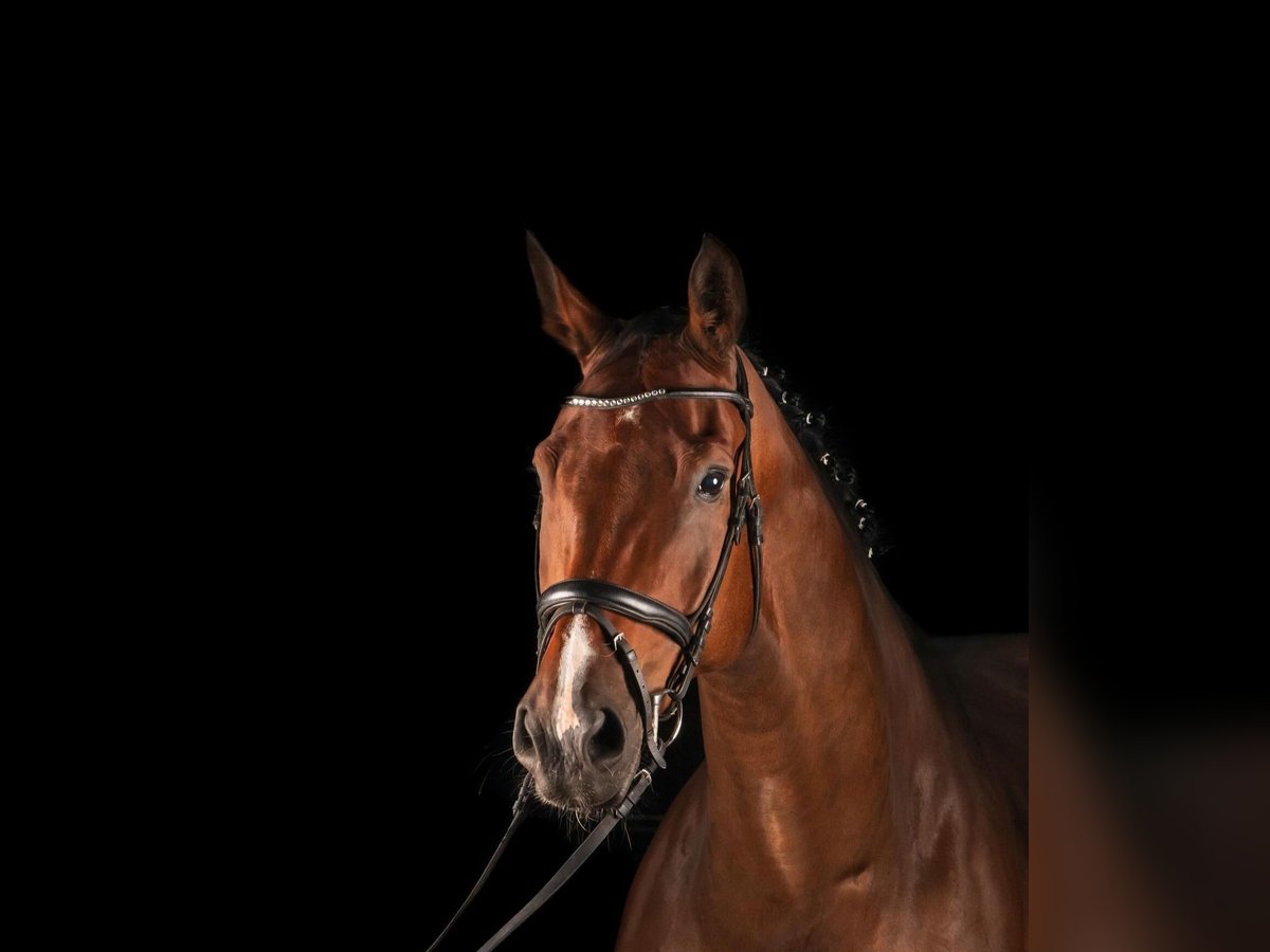 Belgisches Warmblut Hengst 12 Jahre 174 cm Brauner in Bathmen