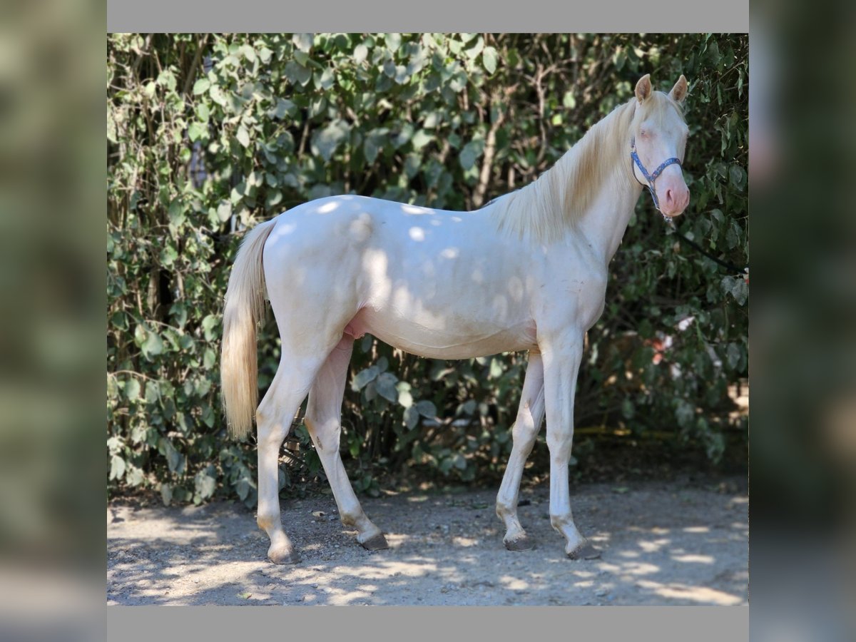 Belgisches Warmblut Hengst 1 Jahr 137 cm Perlino in Visz