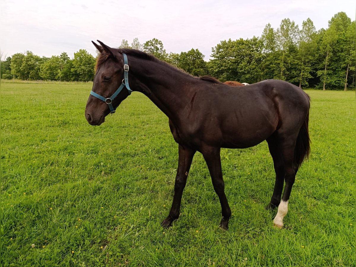 Belgisches Warmblut Hengst 1 Jahr 168 cm Schwarzbrauner in Vorselaar