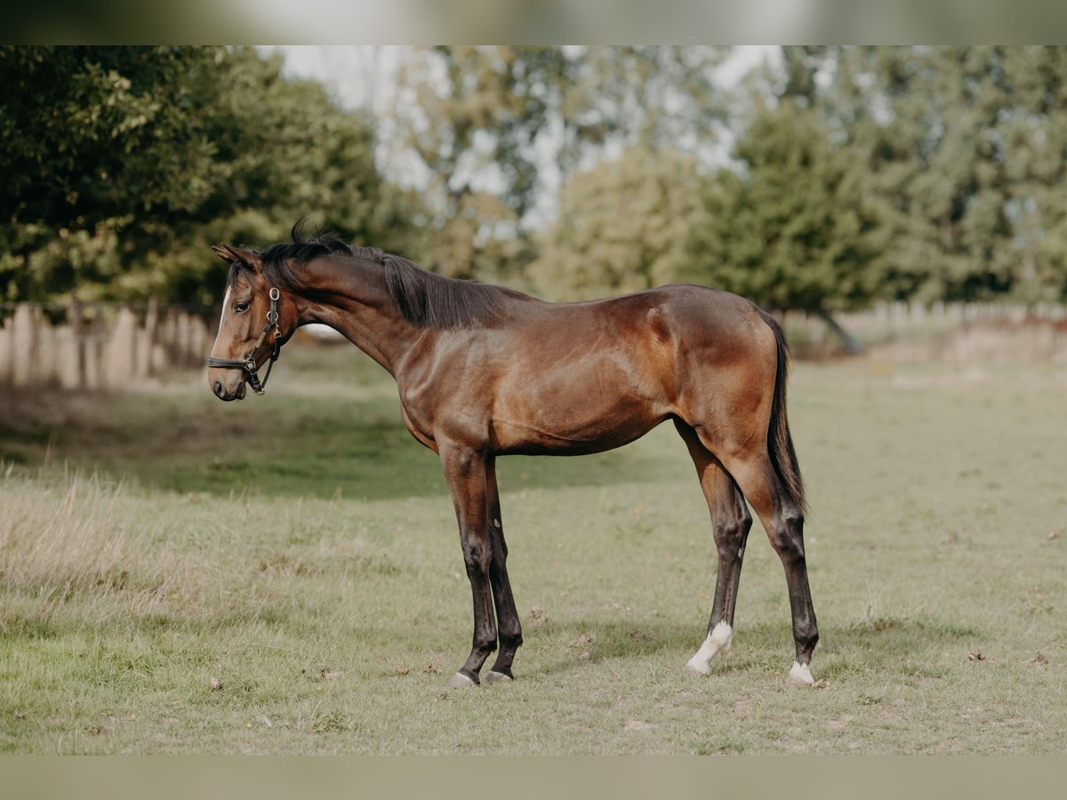 Belgisches Warmblut Hengst 1 Jahr 170 cm Brauner in Ranst
