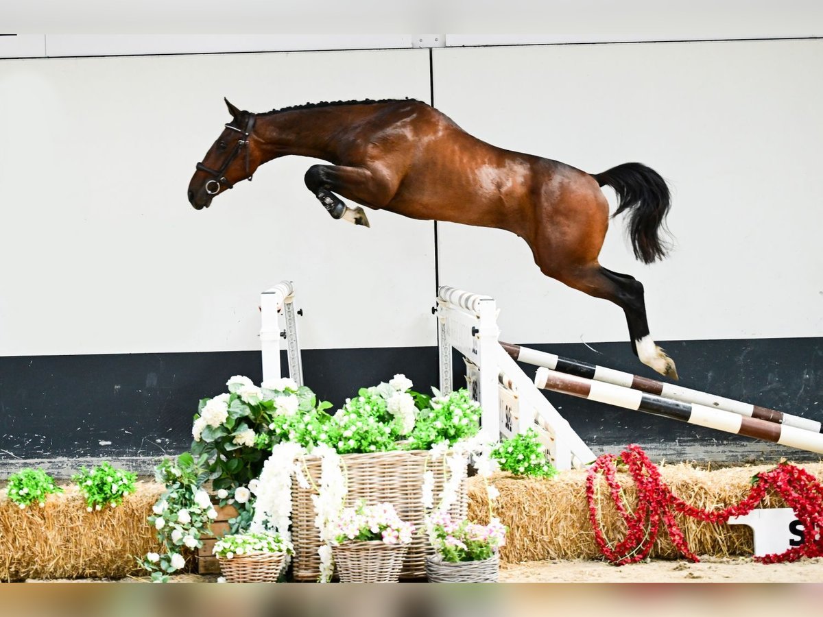 Belgisches Warmblut Hengst 2 Jahre 152 cm Dunkelbrauner in Bladel