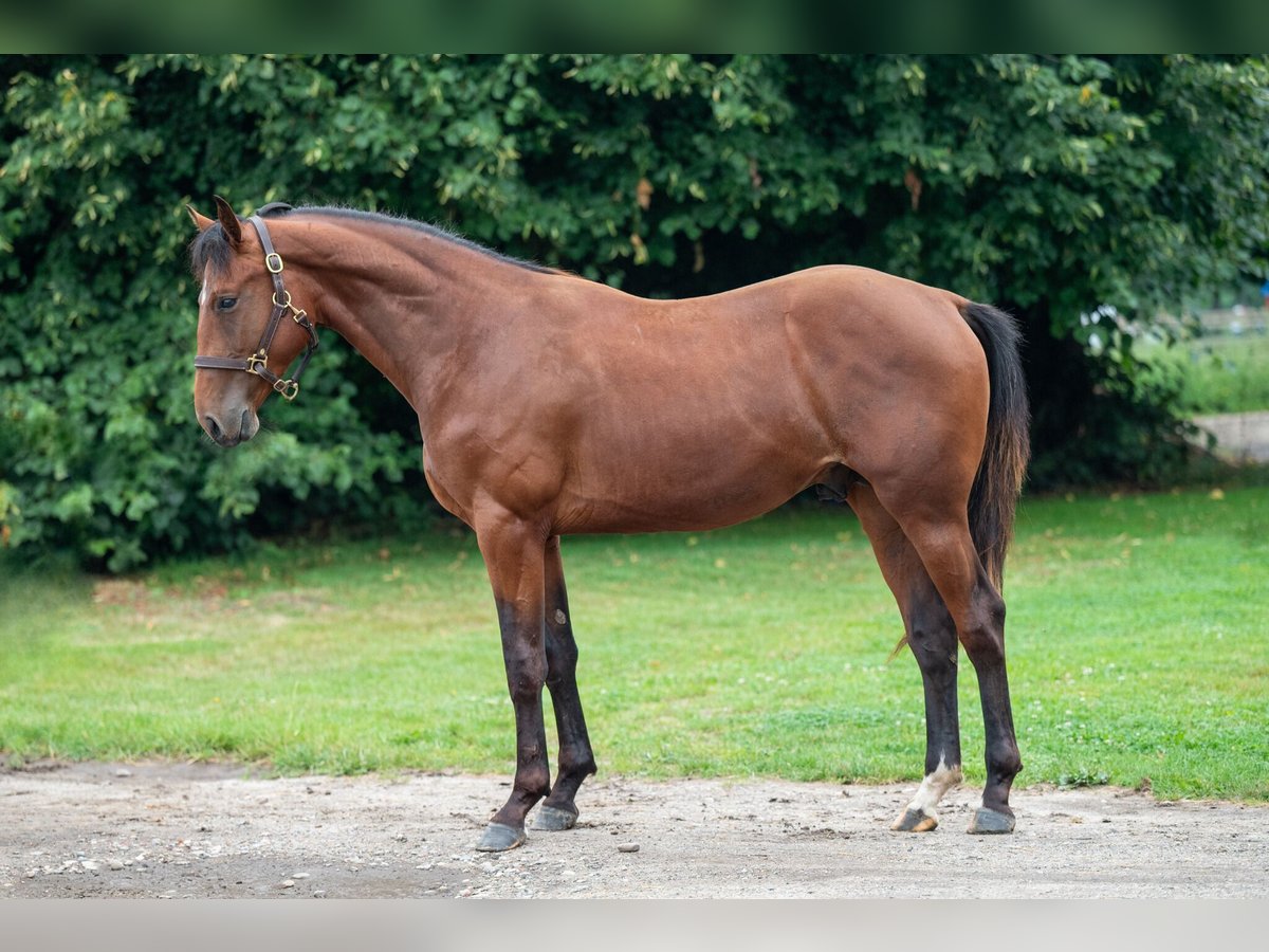 Belgisches Warmblut Hengst 2 Jahre 157 cm Brauner in GROTE-BROGEL