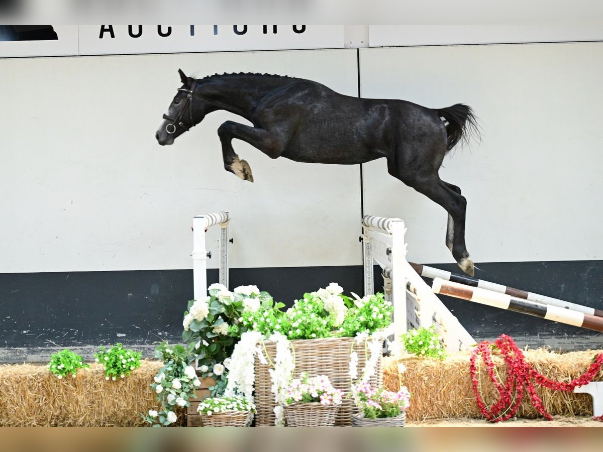 Belgisches Warmblut Hengst 2 Jahre 158 cm Schimmel in Bladel
