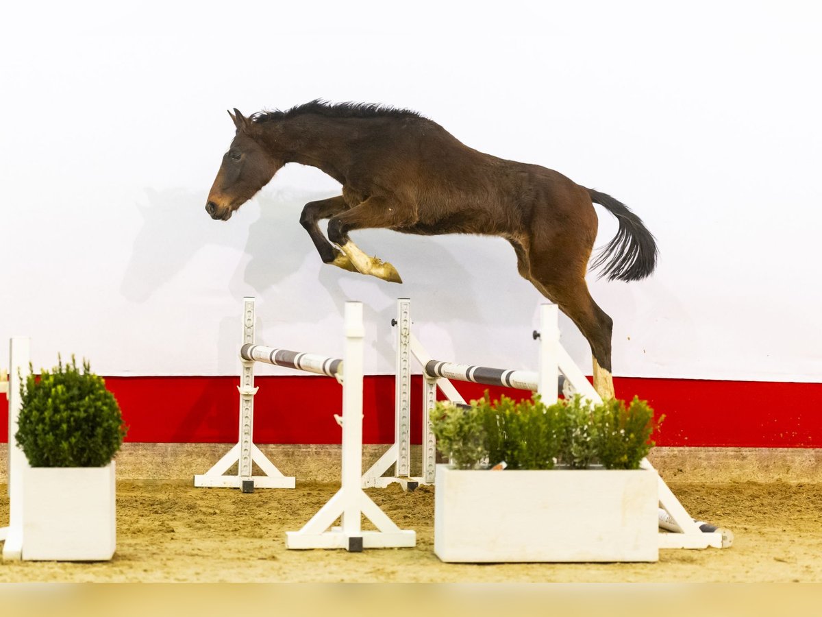 Belgisches Warmblut Hengst 2 Jahre 160 cm Brauner in Waddinxveen