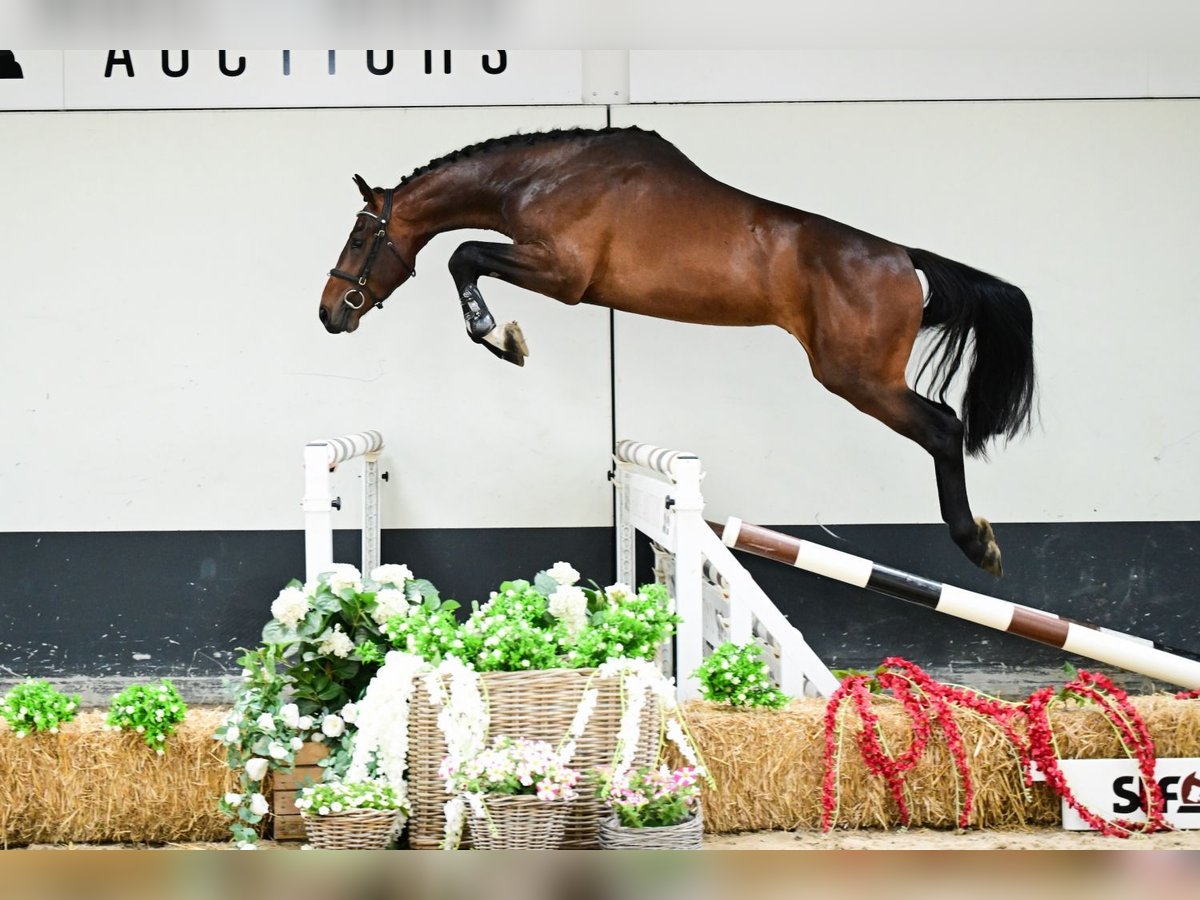 Belgisches Warmblut Hengst 2 Jahre 170 cm Fuchs in Bladel