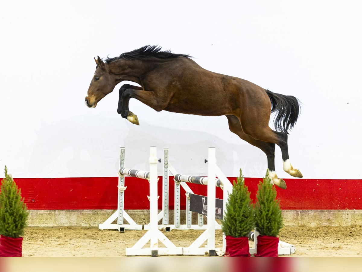 Belgisches Warmblut Hengst 2 Jahre 174 cm Brauner in Waddinxveen