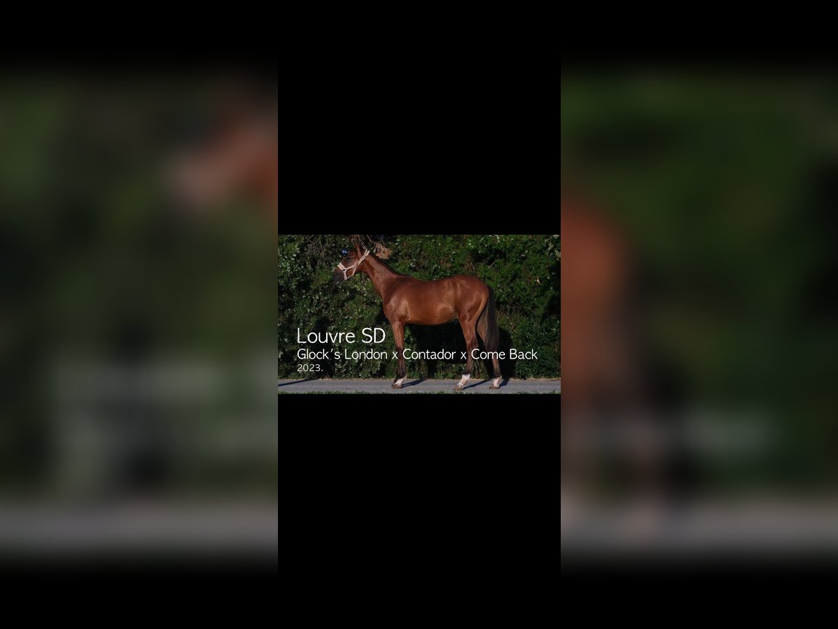 Belgisches Warmblut Hengst 2 Jahre Rotbrauner in Zagreb