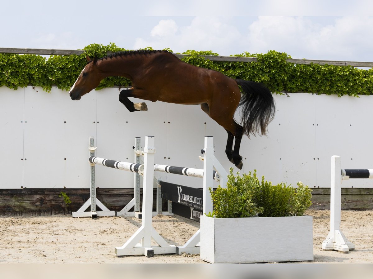 Belgisches Warmblut Hengst 3 Jahre 158 cm Brauner in Waddinxveen