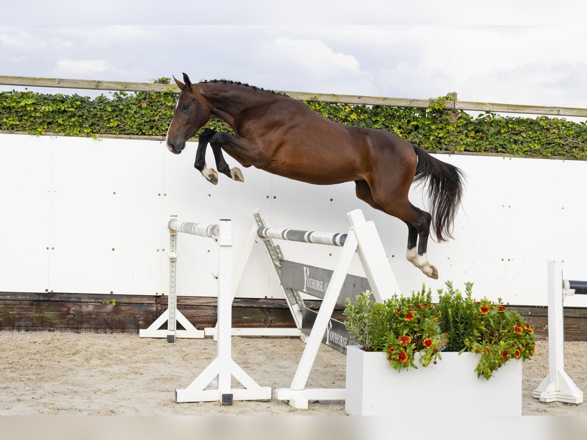 Belgisches Warmblut Hengst 3 Jahre 160 cm Dunkelbrauner in Waddinxveen