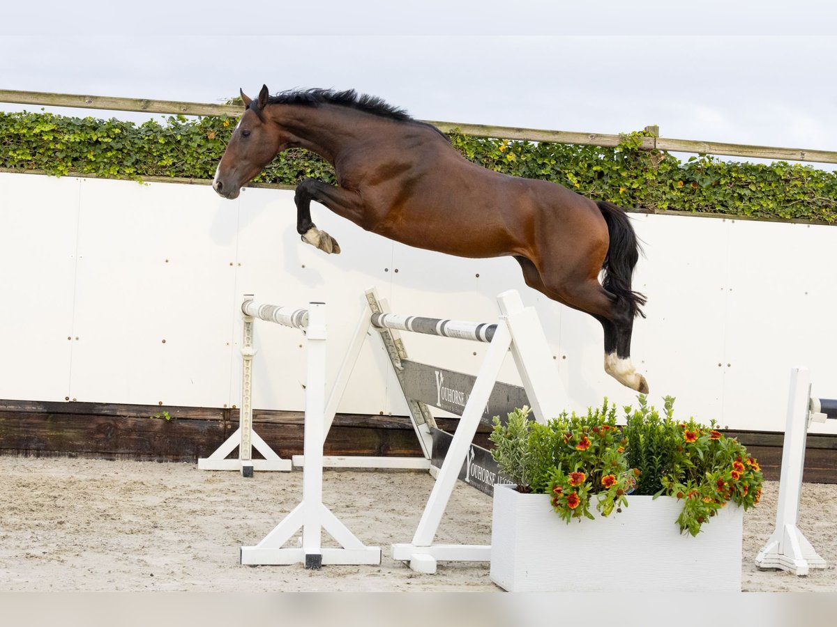 Belgisches Warmblut Hengst 3 Jahre 161 cm Dunkelbrauner in Waddinxveen