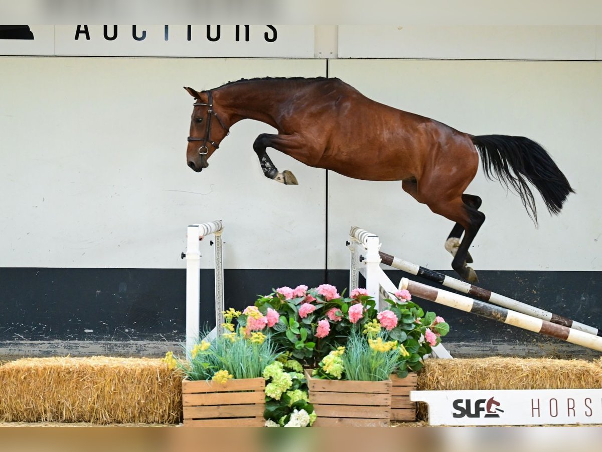 Belgisches Warmblut Hengst 3 Jahre 164 cm Brauner in Bladel