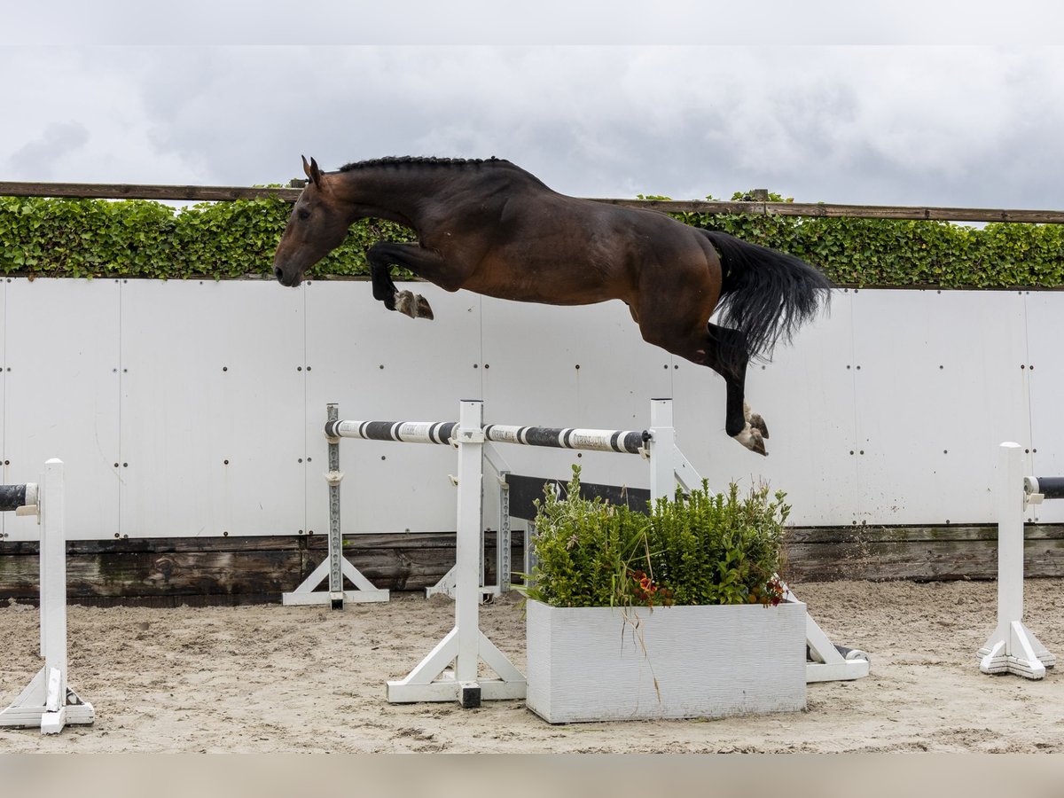 Belgisches Warmblut Hengst 3 Jahre 169 cm Brauner in Waddinxveen