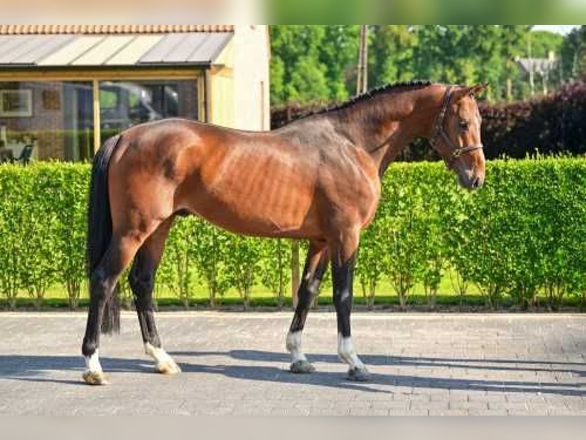 Belgisches Warmblut Hengst 4 Jahre 167 cm Rotbrauner in Bladel