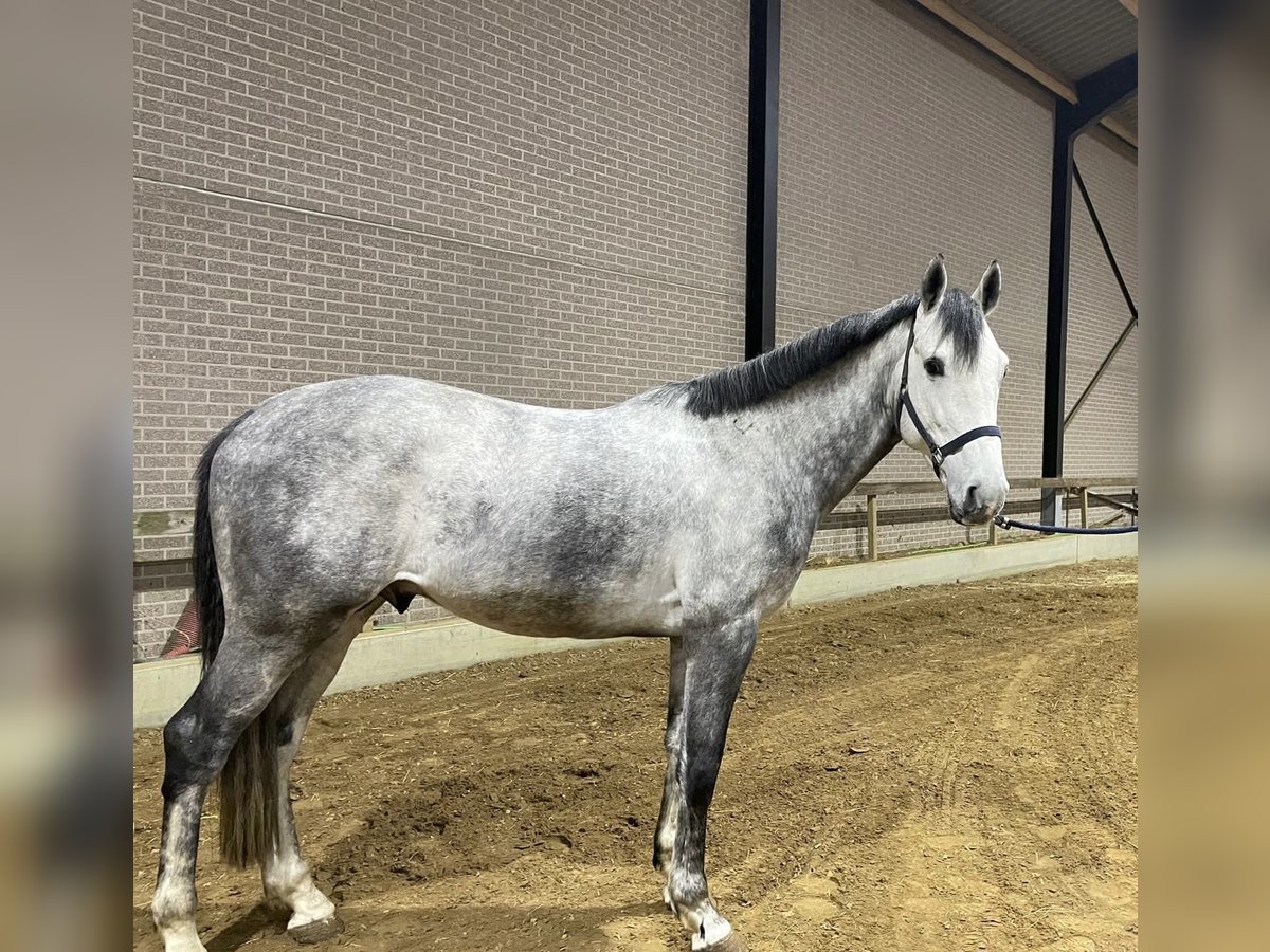 Belgisches Warmblut Hengst 5 Jahre 172 cm Schimmel in Helchteren