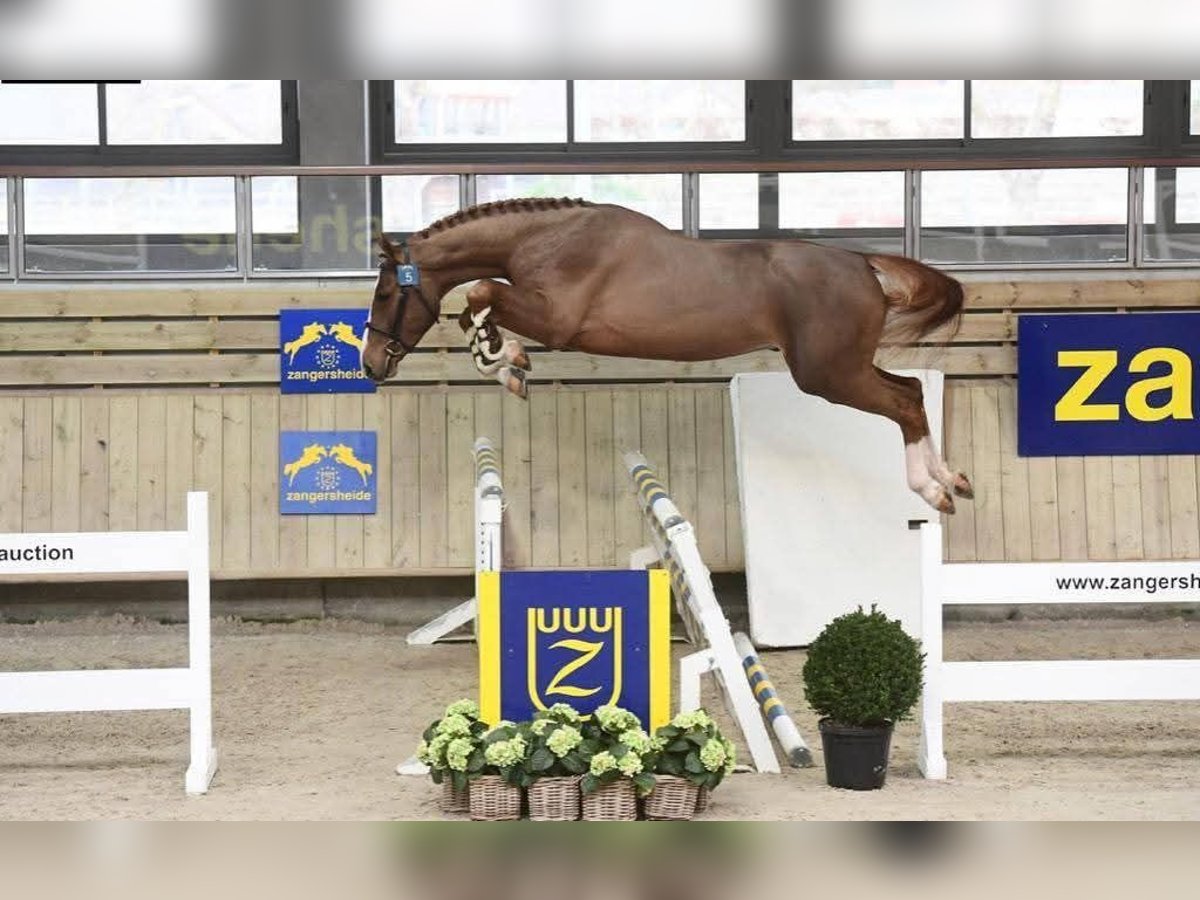 Belgisches Warmblut Hengst 8 Jahre 170 cm Fuchs in Gniezno