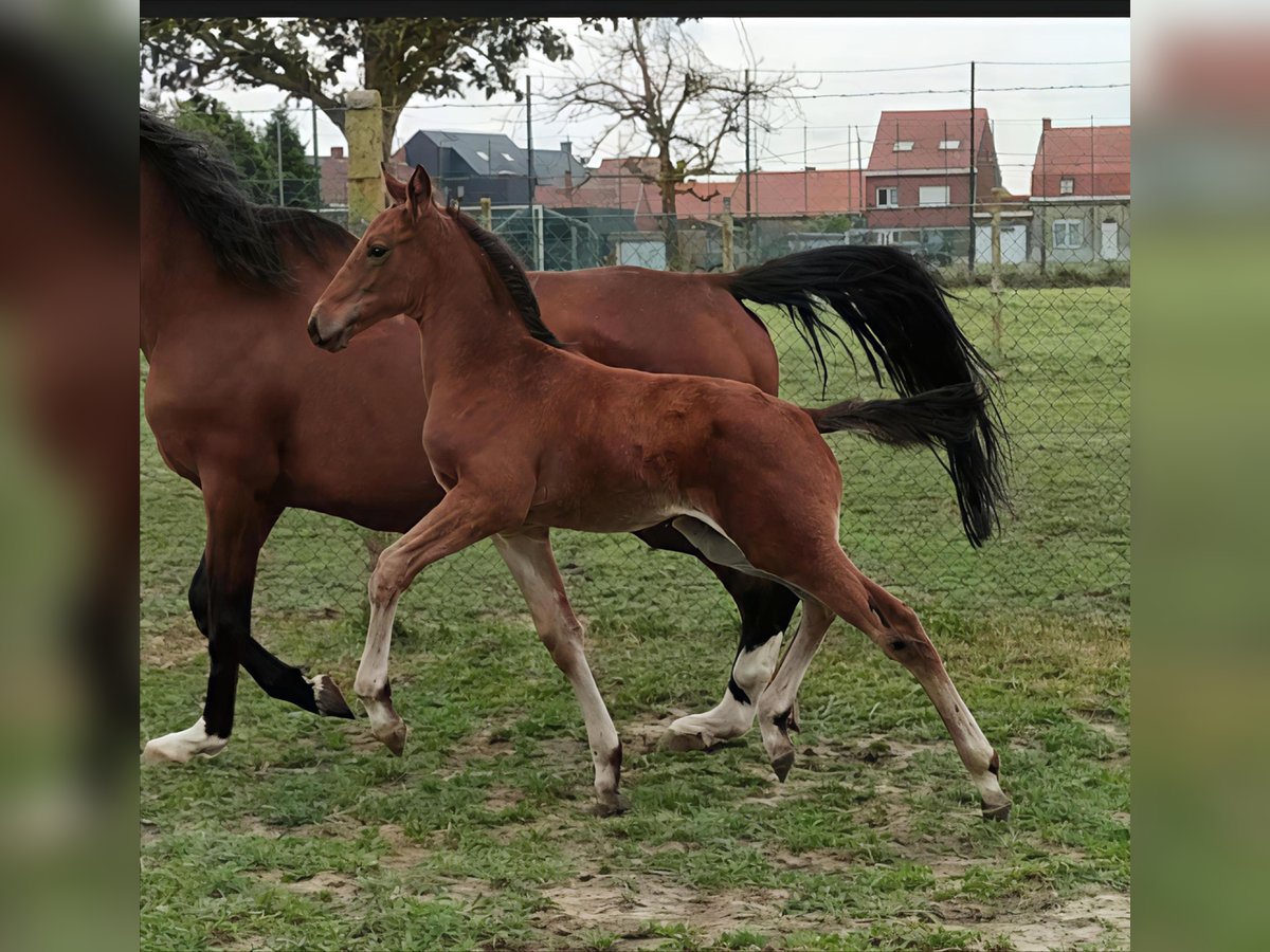Belgisches Warmblut Hengst  129 cm Brauner in Ronse