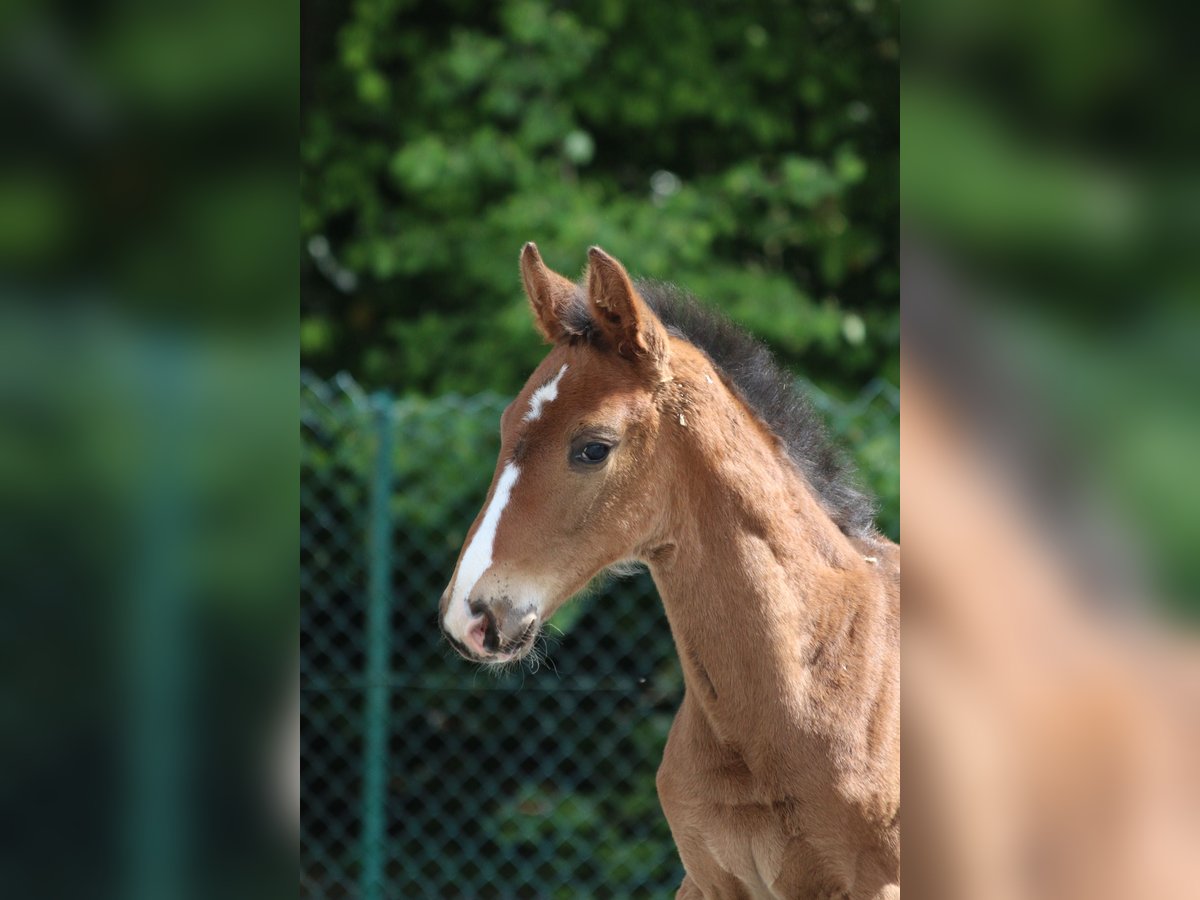 Belgisches Warmblut Hengst  Brauner in izegem9