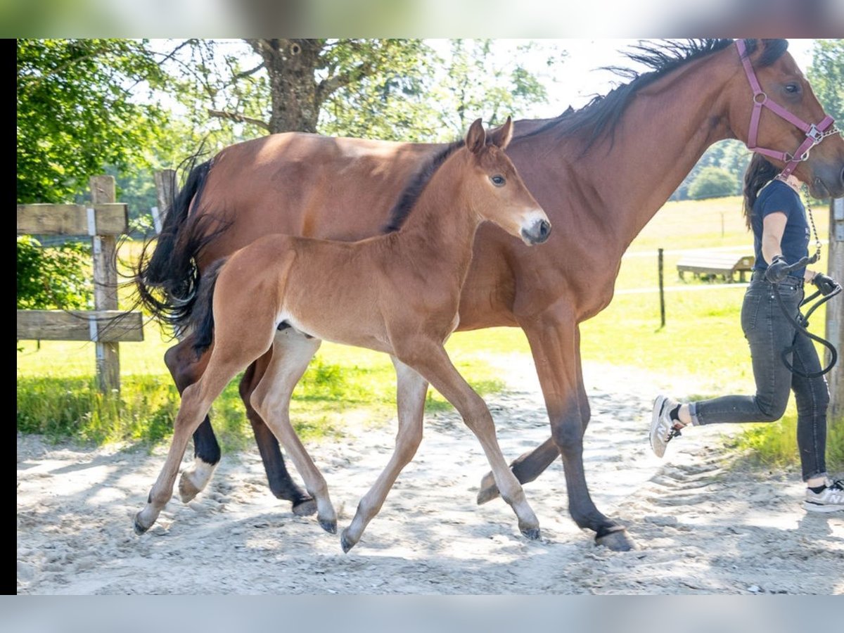 Belgisches Warmblut Hengst  Brauner in GROTE-BROGEL