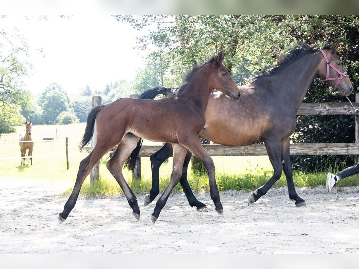 Belgisches Warmblut Hengst  Brauner in GROTE-BROGEL
