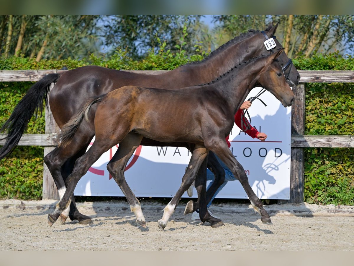 Belgisches Warmblut Hengst Fohlen (05/2024) in Oud-Heverlee