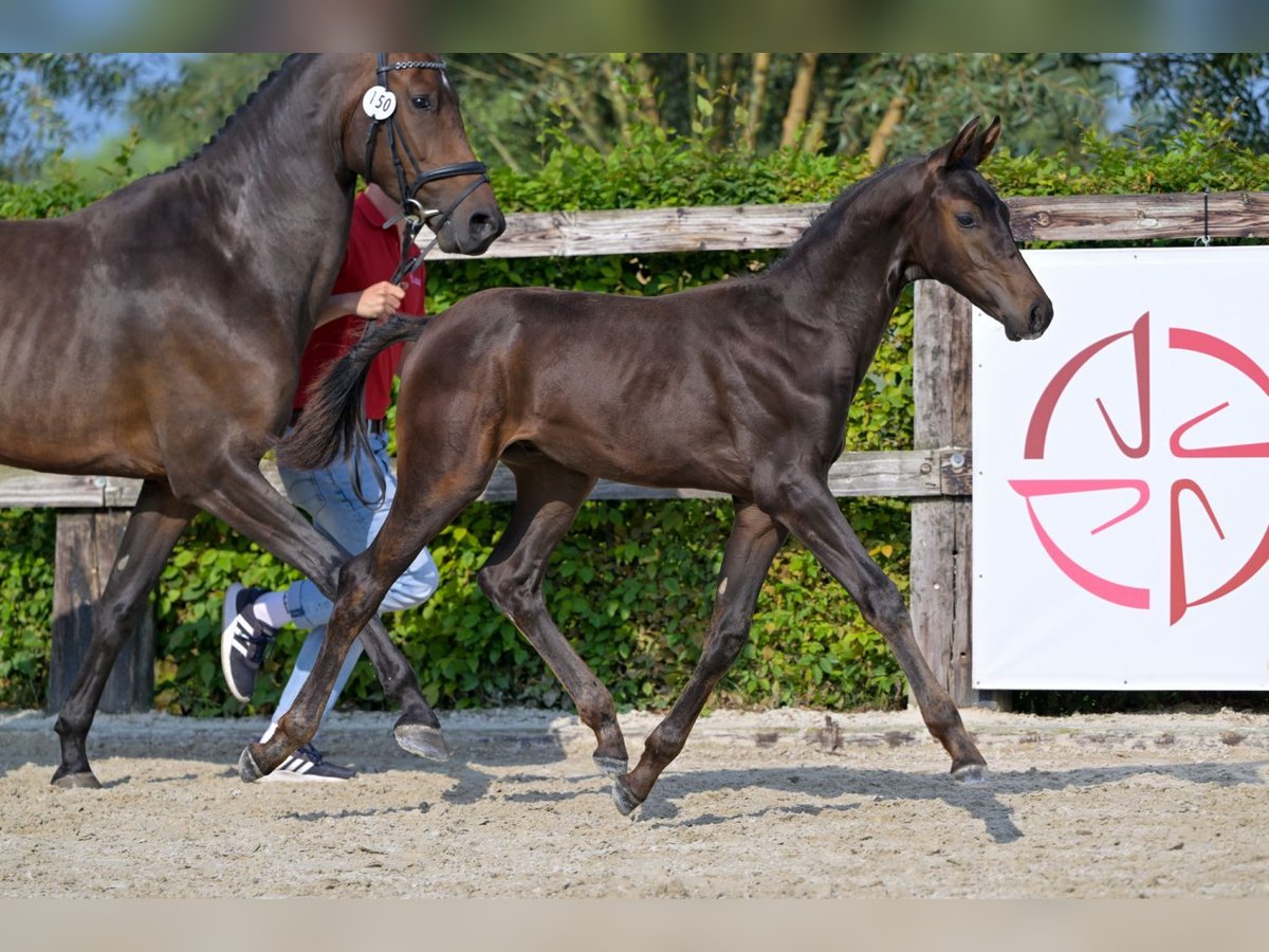 Belgisches Warmblut Hengst Fohlen (05/2024) Dunkelbrauner in Oud-Heverlee