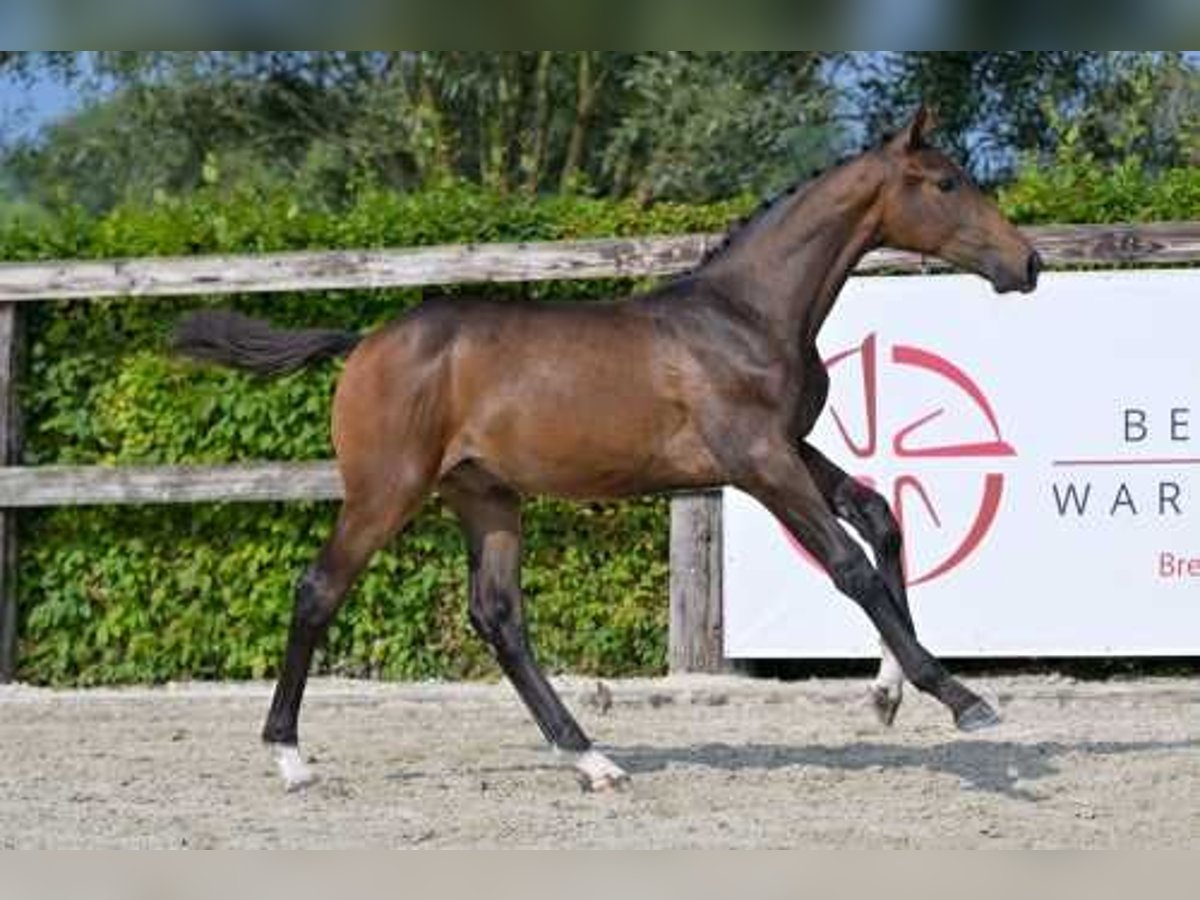 Belgisches Warmblut Hengst Fohlen (04/2024) Dunkelbrauner in Waasmunster