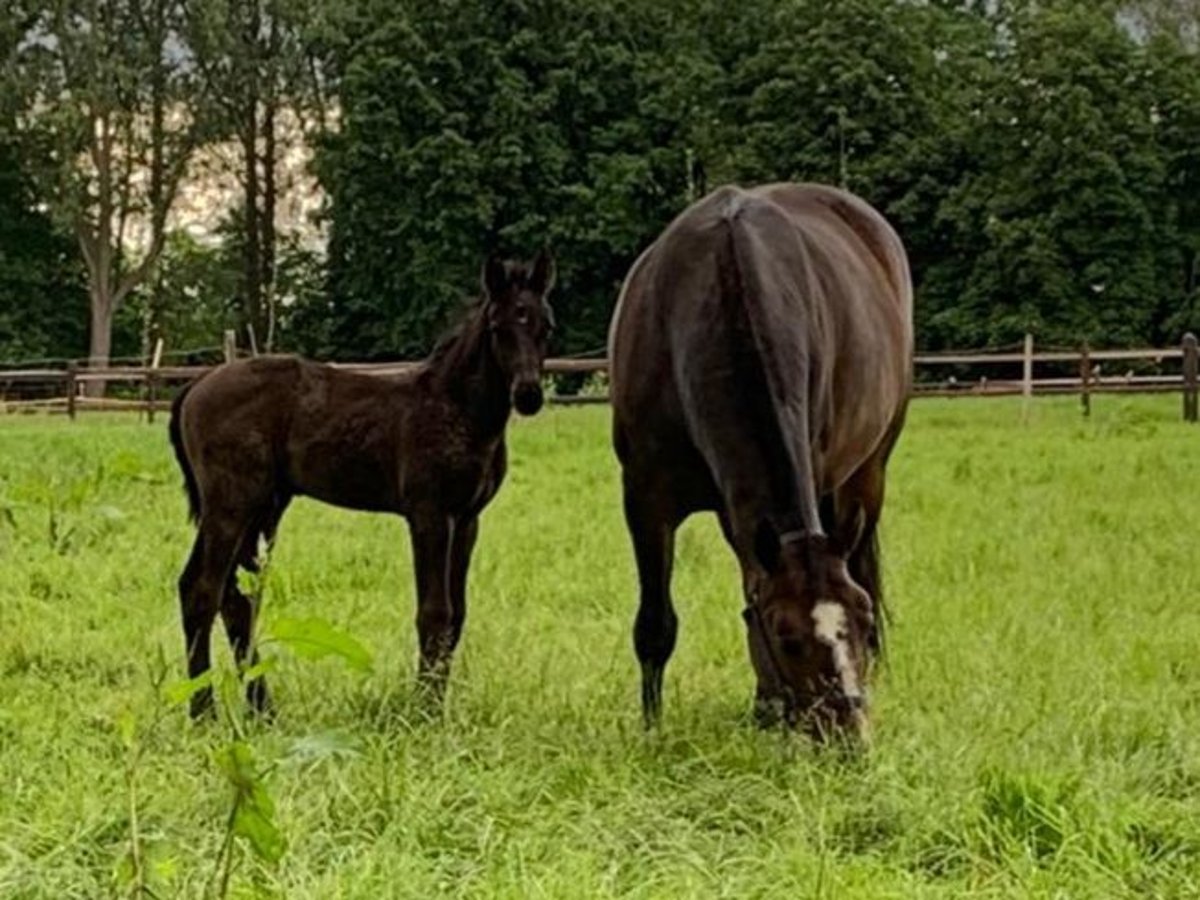 Belgisches Warmblut Hengst Fohlen (01/2024) Dunkelbrauner in Belsele