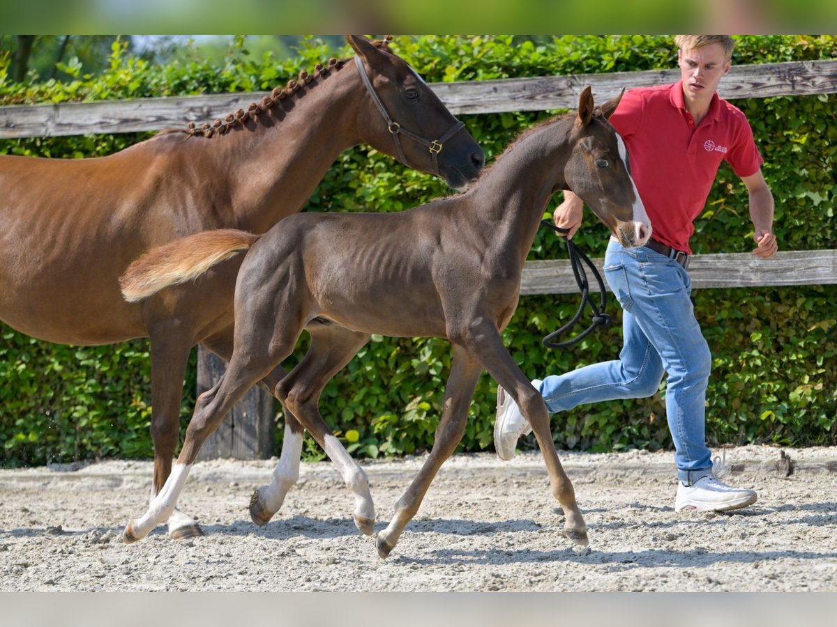 Belgisches Warmblut Hengst Fohlen (06/2024) Dunkelfuchs in Oud-Heverlee