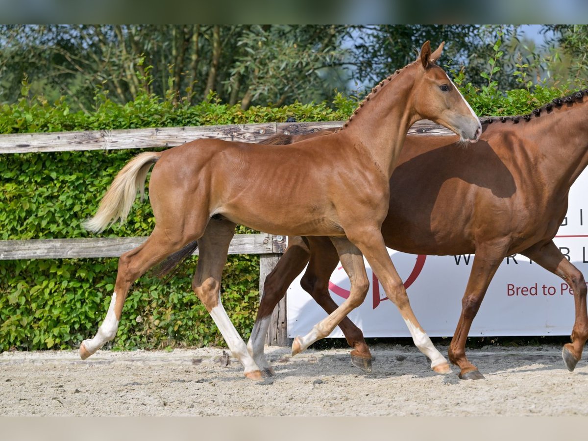 Belgisches Warmblut Hengst Fohlen (04/2024) Dunkelfuchs in Oud-Heverlee