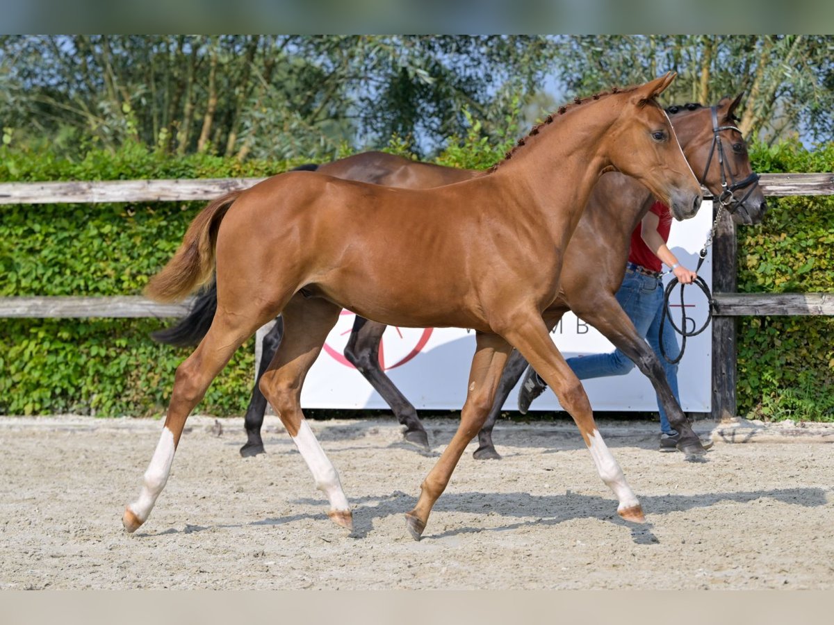 Belgisches Warmblut Hengst Fohlen (03/2024) Dunkelfuchs in Oud-Heverlee