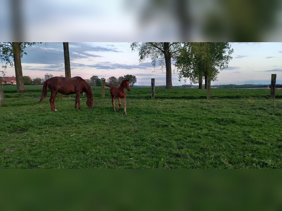 Belgisches Warmblut Hengst Fohlen (02/2024) Fuchs in Bogaarden