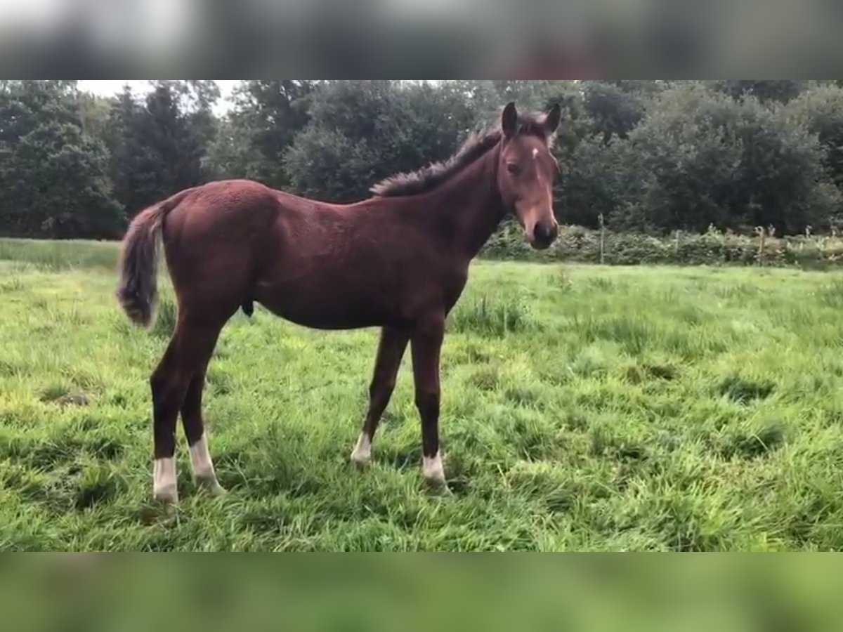 Belgisches Warmblut Hengst Fohlen (05/2025) Fuchs in GROTE-BROGEL