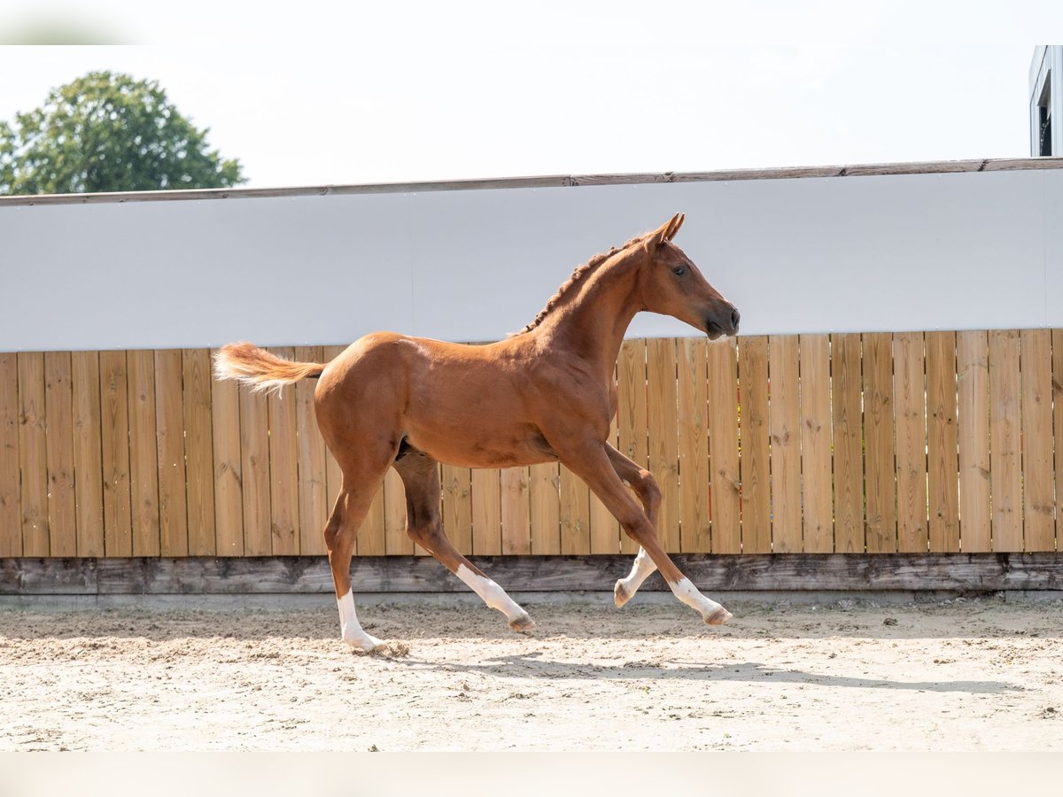 Belgisches Warmblut Hengst Fohlen (04/2025) Fuchs in GROTE-BROGEL