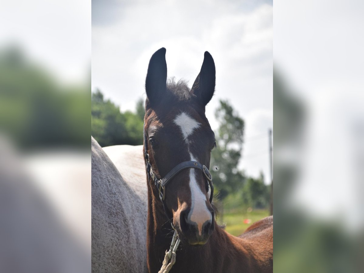 Belgisches Warmblut Hengst Fohlen (04/2025) Kann Schimmel werden in Oosteeklo