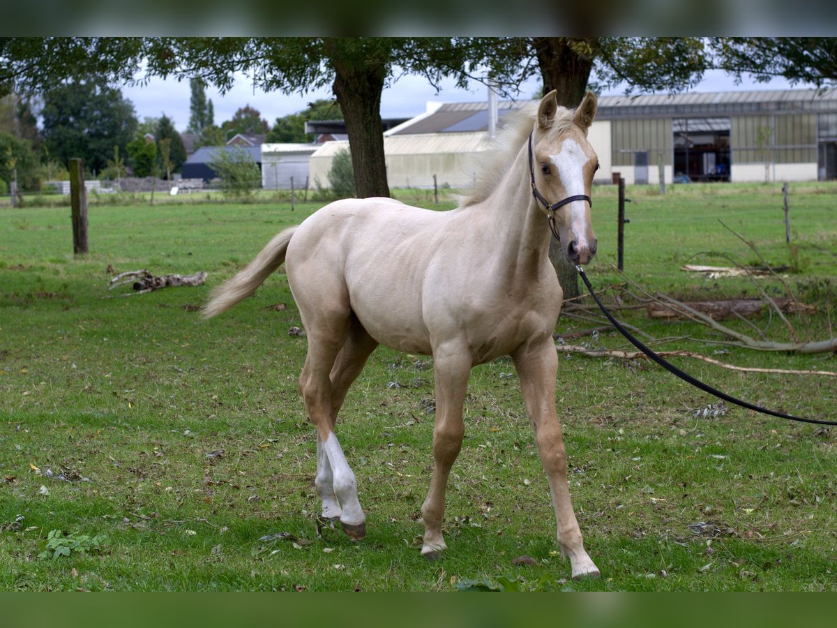 Belgisches Warmblut Hengst Fohlen (05/2025) Palomino in Gent