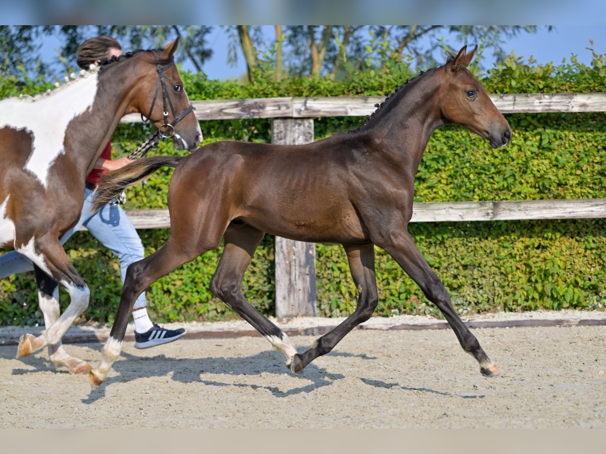 Belgisches Warmblut Hengst Fohlen (04/2024) Rotbrauner in Oud-Heverlee