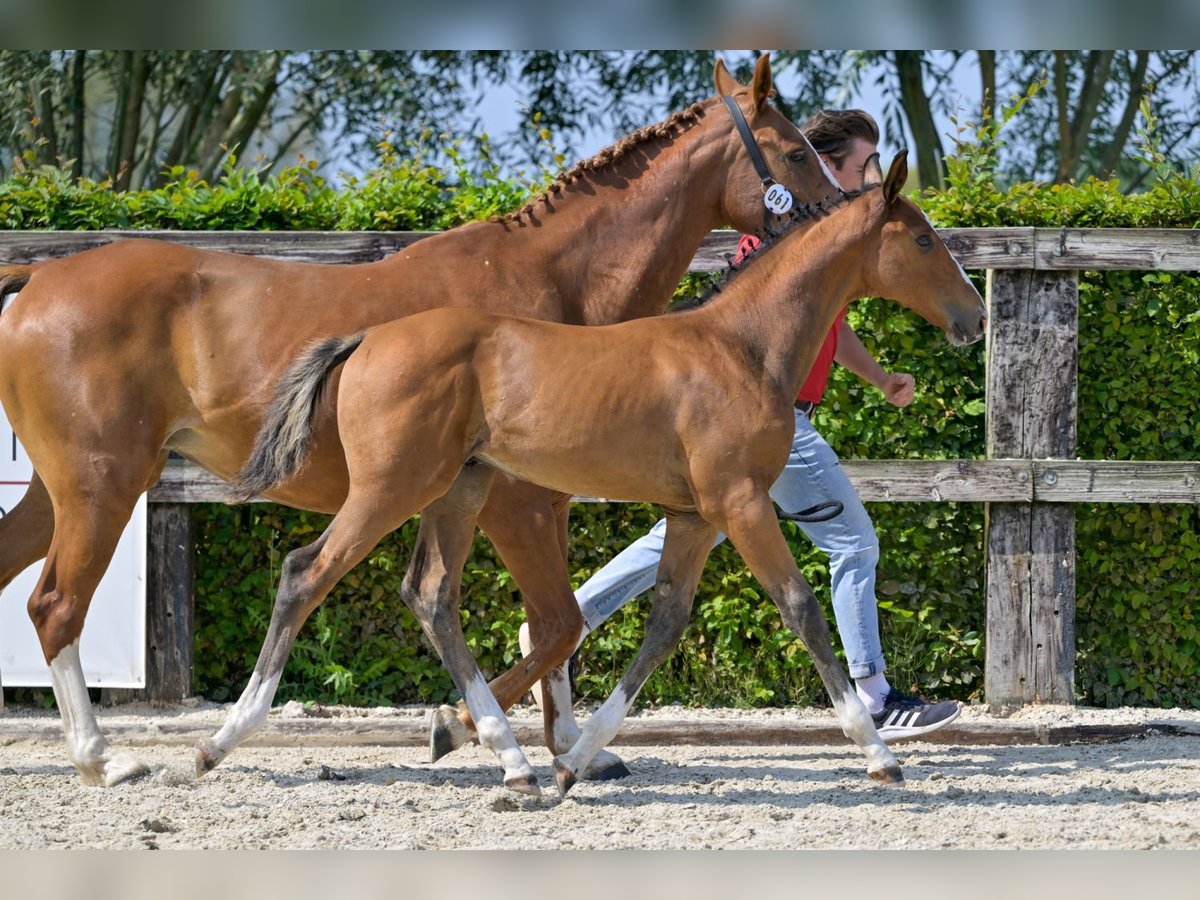 Belgisches Warmblut Hengst Fohlen (06/2024) Rotbrauner in Oud-Heverlee