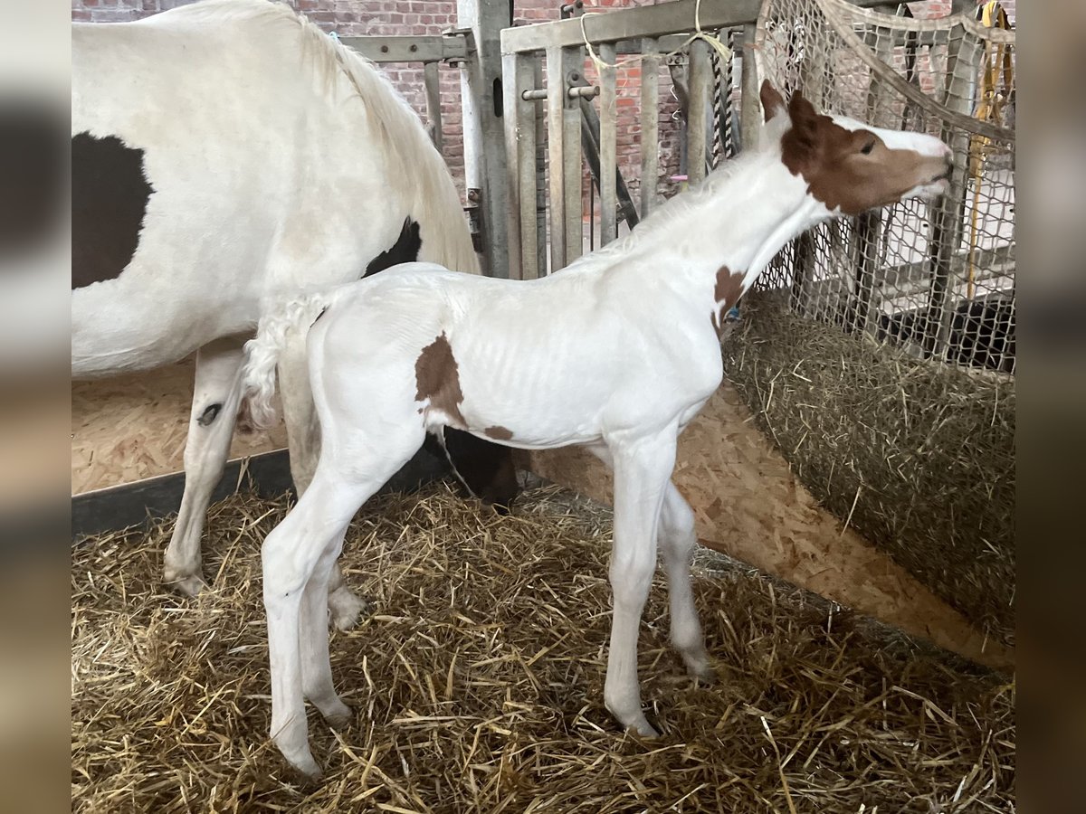 Belgisches Warmblut Hengst  Schecke in Ghislenghien