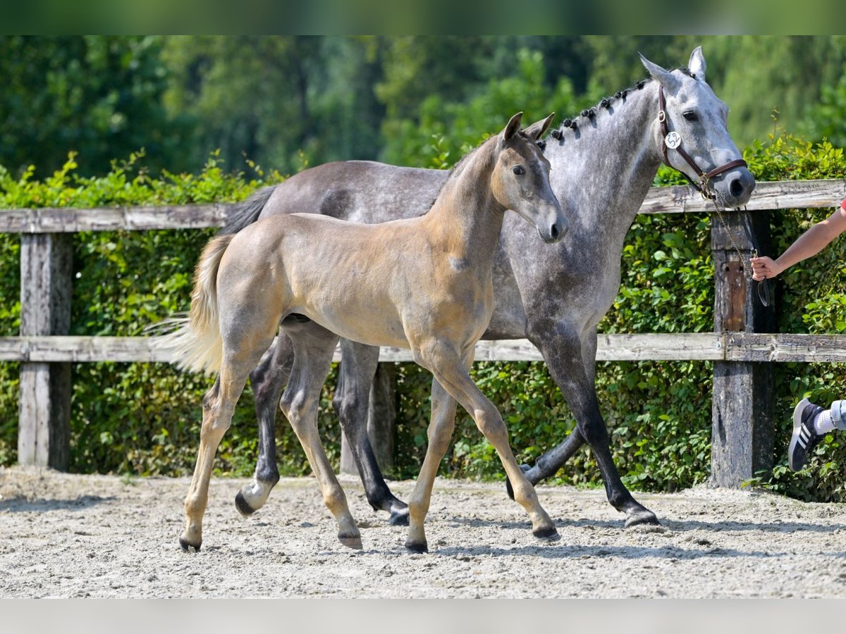 Belgisches Warmblut Hengst Fohlen (05/2024) Schimmel in Oud-Heverlee