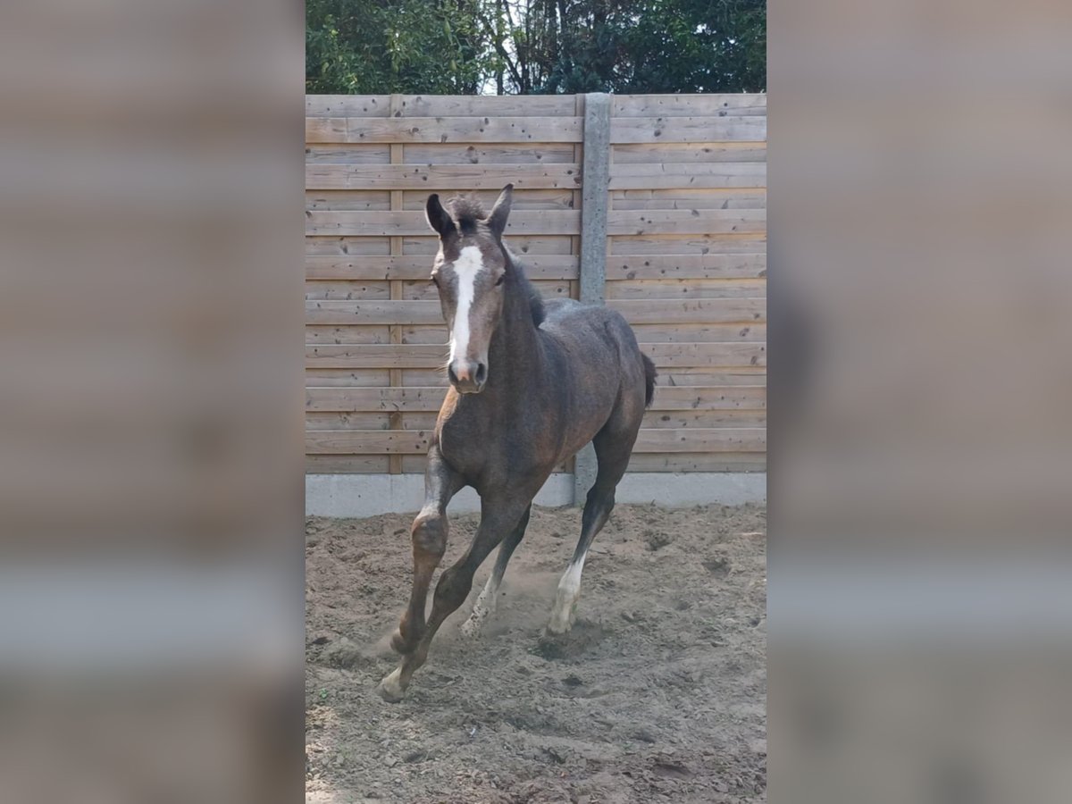 Belgisches Warmblut Hengst Fohlen (05/2025) Schimmel in Runkelen