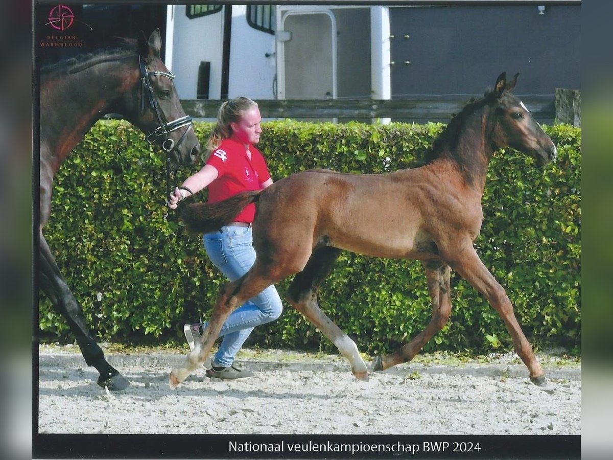 Belgisches Warmblut Hengst Fohlen (06/2024) Schwarzbrauner in Ranst