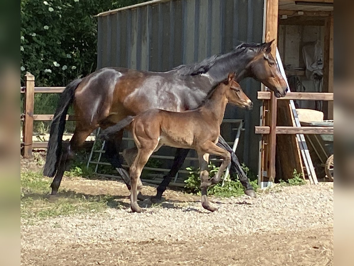 Belgisches Warmblut Hengst  Schwarzbrauner in Zandhoven