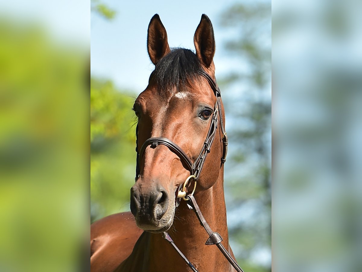Belgisches Warmblut Hengst in Lemwerder